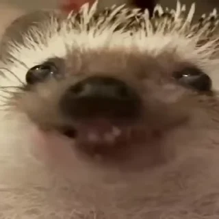 🦔
