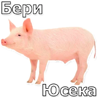 🐷