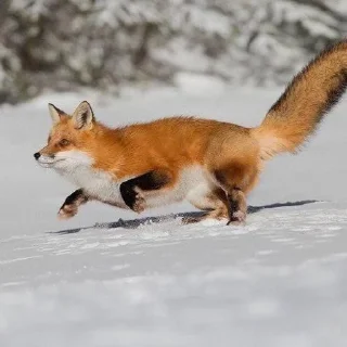 🏃‍♀️