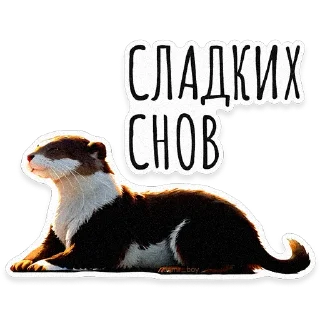 🦦