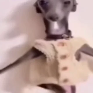 🐕‍🦺