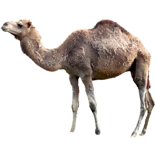 🐪