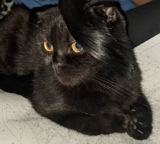 🤘