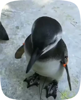 🥺