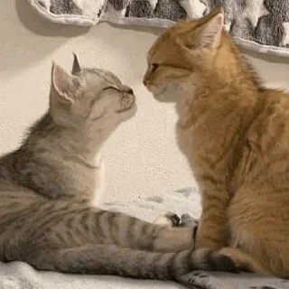 😍