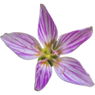 🌸