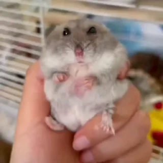 🐭