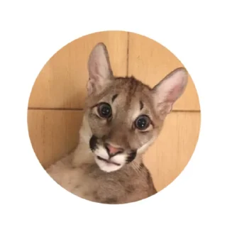 🐱