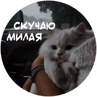 🐱