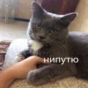 🐱