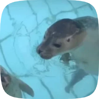 Тюлени тюлени тюлени :: @fStikBot