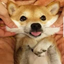 🐶