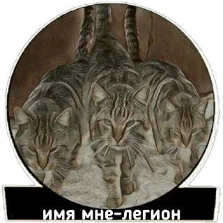 😼