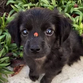 🐶