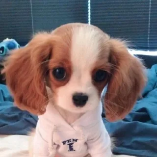 🐶
