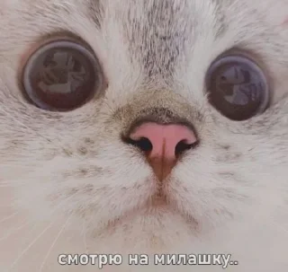 🥺