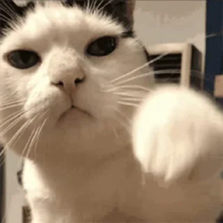 🐾