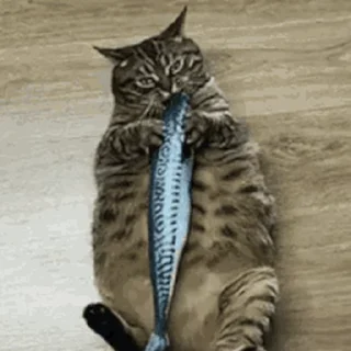 🐱