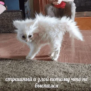 😺