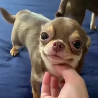 🌟