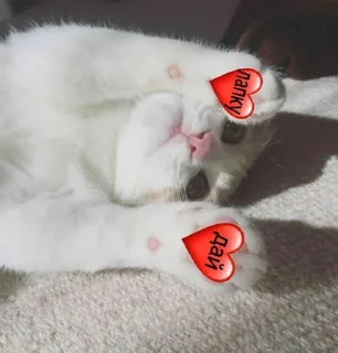 Cats @stickersb2b