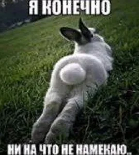 🐇