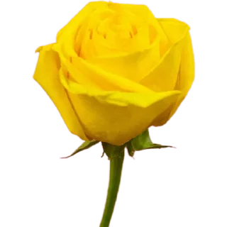 🌹