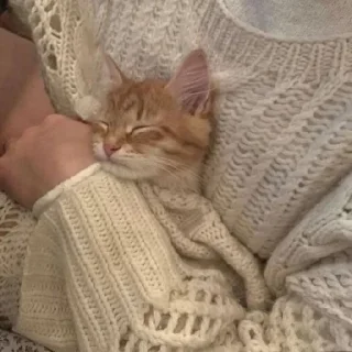 🐈