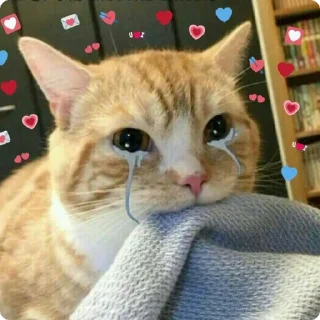 😿