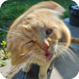 🐱