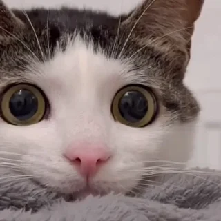 😿