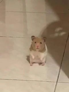 🐹