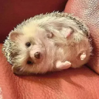 🦔