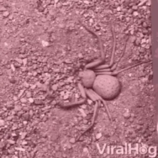 🕷