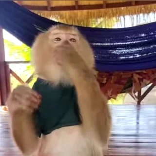 🙉