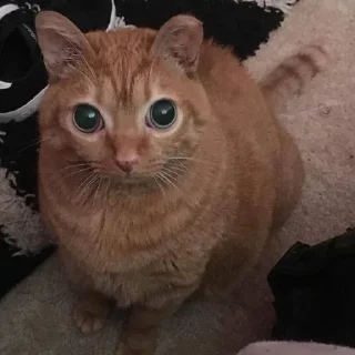 ебейшие коты