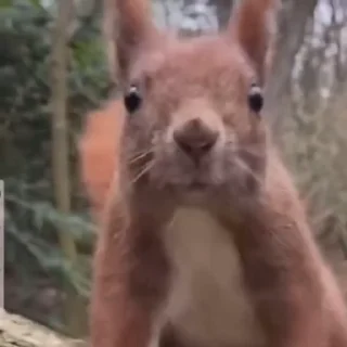 🤩