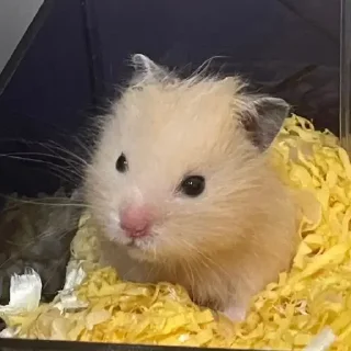 😶