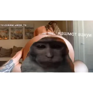 🐵