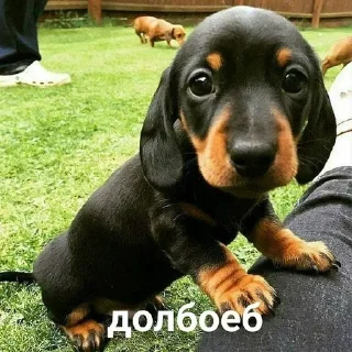 🥺