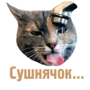 🐈