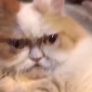 😤