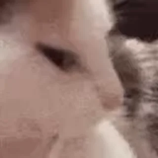 👯‍♂️
