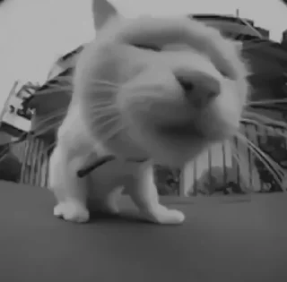 🐈‍⬛️