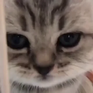 🐱