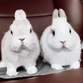 🐇