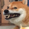 Shibes