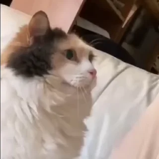 🥺