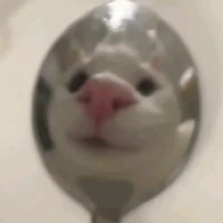 🤪