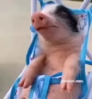🐷